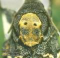 Acherontia_atropos_8967