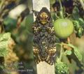 Acherontia_atropos_8968