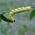 Acherontia_atropos_al6934