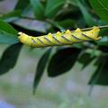 Acherontia_atropos_al6947