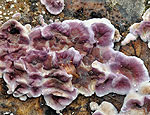 chondrostereum_purpureum_ca6300