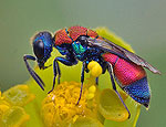 chrysis_viridula_bg3976