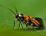 chrysoesthia_drurella_jb7435s