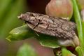 Acleris_abietana_cg9959s