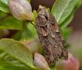 Acleris_abietana_cg9975s