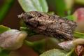 Acleris_abietana_cg9999s