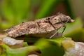 Acleris_abietana_ch0005s