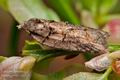 Acleris_abietana_ch0020s