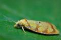 Acleris_bergmanniana_cj2505s