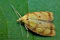 Acleris_bergmanniana_cj2565s