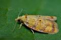 Acleris_bergmanniana_cj2623s