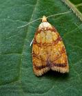 Acleris_bergmanniana_ct7428s