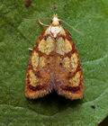 Acleris_bergmanniana_ja9692s