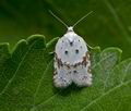 Acleris_boscanoides_ja4969s