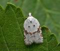 Acleris_boscanoides_ja4987s