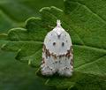 Acleris_boscanoides_ja4994s