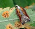 Acleris_cristana_ac1142