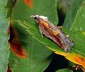 Acleris_cristana_ac1144