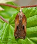 Acleris_cristana_cs3810s