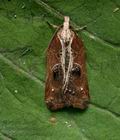 Acleris_cristana_cx4346s