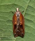 Acleris_cristana_cz1209s