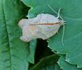 Acleris_emargana_hy4324