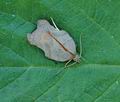 Acleris_emargana_hy4330