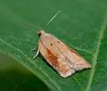 Acleris_ferrugana_cl3832s