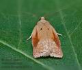 Acleris_ferrugana_cl3851s