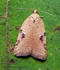 Acleris_ferrugana_co2491s