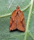 Acleris_ferrugana_cx2388s