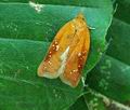 Acleris_ferrugana_hy6875