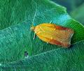 Acleris_ferrugana_hy6951