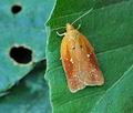 Acleris_ferrugana_hy6954