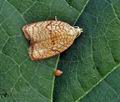 Acleris_forsskaleana_bs2547