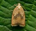 Acleris_forsskaleana_cv3698s