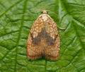 Acleris_forsskaleana_cv9456s