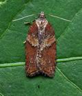 Acleris_hastiana_cv2841s