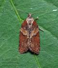 Acleris_hastiana_cv2851s