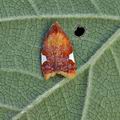 Acleris_holmiana_bs1641