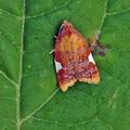 Acleris_holmiana_bs1644