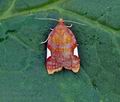 Acleris_holmiana_bs4005