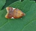 Acleris_holmiana_bu1732