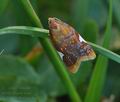 Acleris_holmiana_bu1744