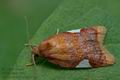 Acleris_holmiana_ck5394s