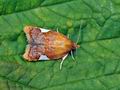 Acleris_holmiana_hy0147