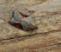 Acleris_laterana_bs7653