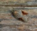 Acleris_laterana_bs7657