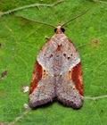 Acleris_laterana_co2690s