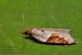 Acleris_laterana_co2705s